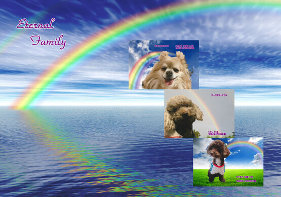 250428hasimoto-pet-tyan.jpg