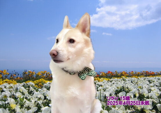 250501yosioka-rirann-tyan.jpg